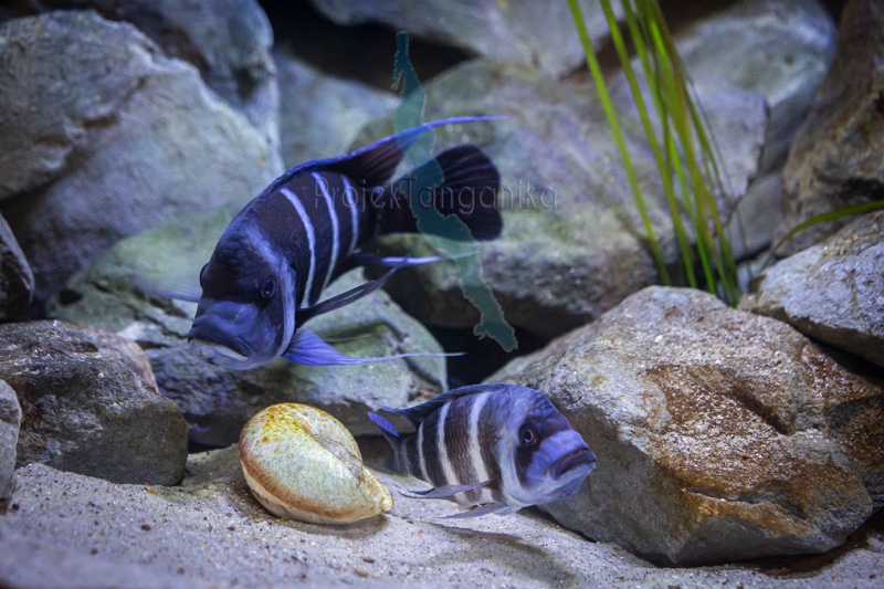 Cyphotilapia gibberosa 'Kapampa'